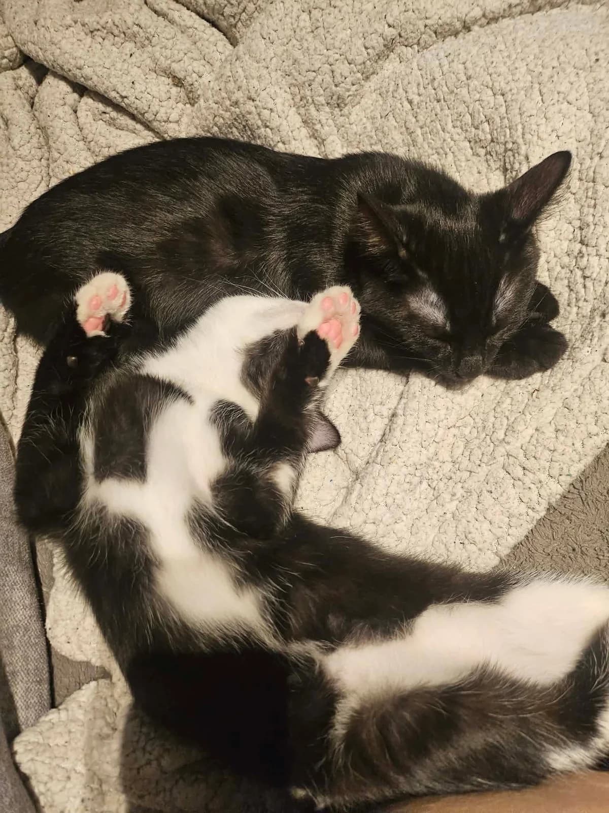 Écho et Rocket, male Mixed Breed for adoption at École du Chat de Valence, ecole du chat de valence