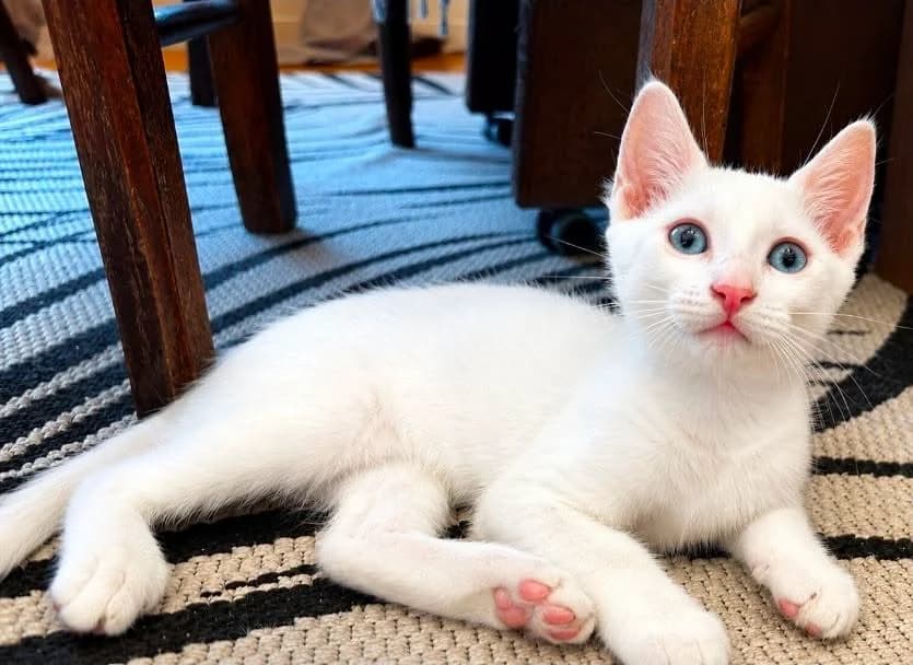 Blue, male Mixed Breed for adoption at École du Chat de Valence, ecole du chat de valence