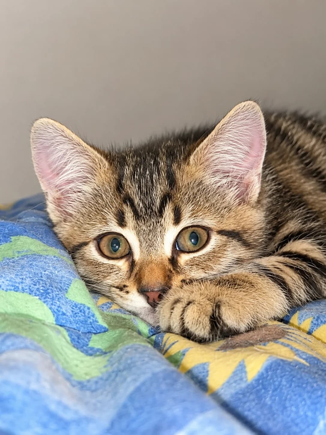 Diane, female Mixed Breed for adoption at École du Chat de Valence, ecole du chat de valence