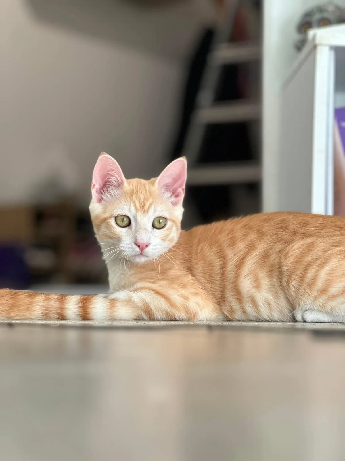 Billy Weasley, male Mixed Breed for adoption at École du Chat de Valence, ecole du chat de valence