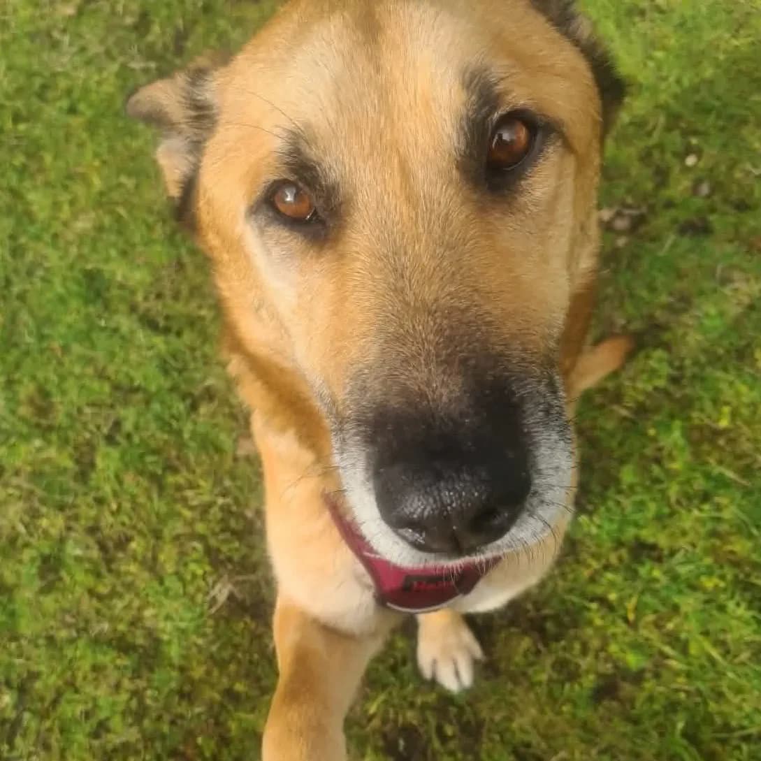 Tyler, male 5yo Mixed Breed for adoption at Empattie, menerval