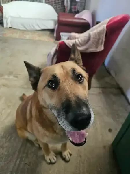 Tyler, male 5yo Mixed Breed for adoption at Empattie, menerval