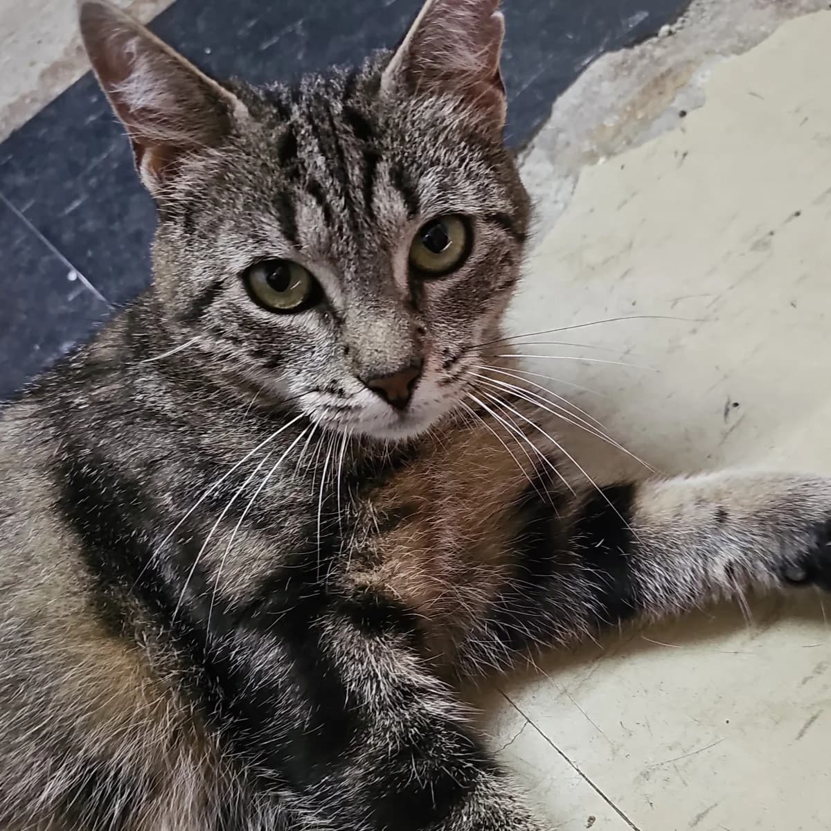 Delhi, female 5yo Mixed Breed for adoption at Empattie, menerval