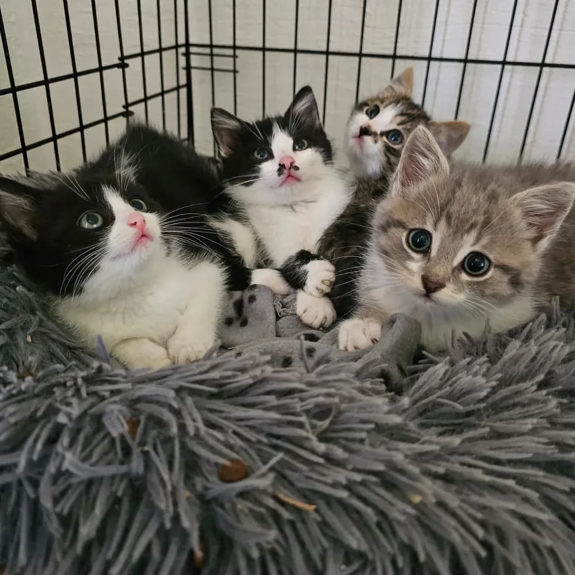 4 Chatons, female puppy Mixed Breed for adoption at Empattie, menerval