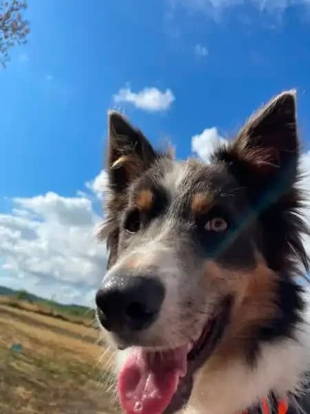 Azura et Mako, male young Mixed Breed for adoption at Empattie, menerval