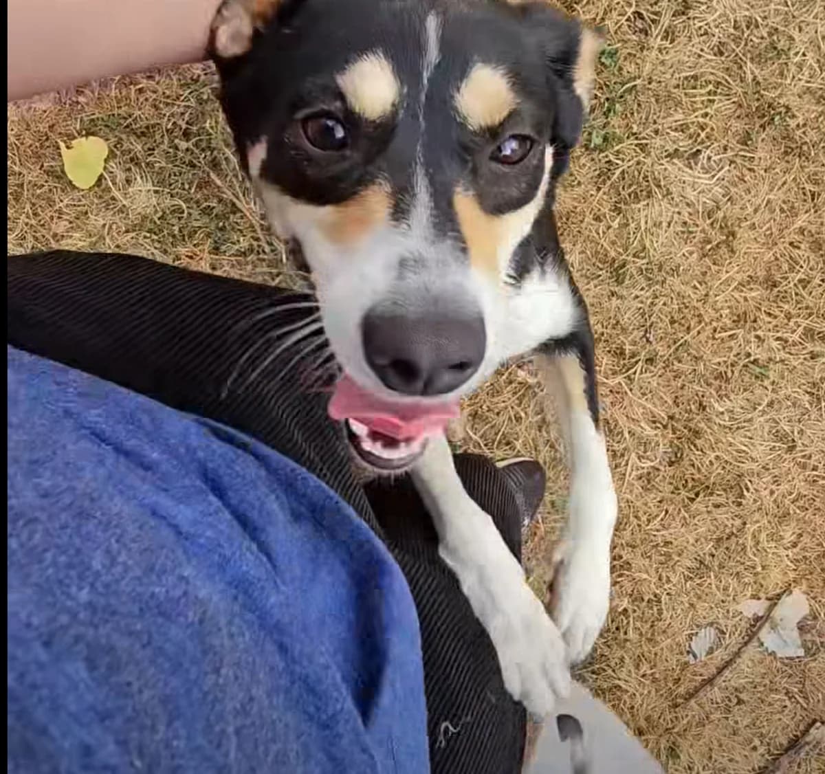 LilWen, female Mixed Breed for adoption at Empattie, menerval