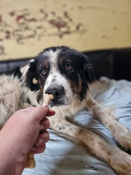 Pablo, male 4yo Mixed Breed for adoption at Empattie, menerval