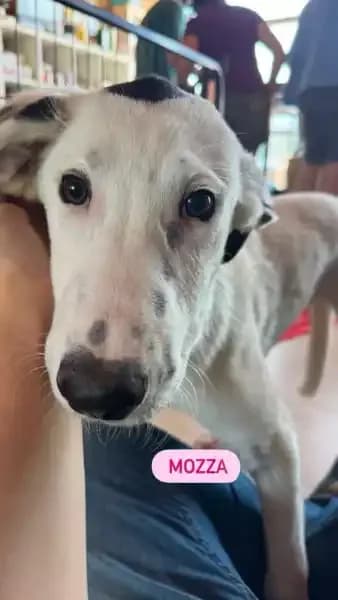 Mozza, female puppy Mixed Breed for adoption at Empattie, menerval
