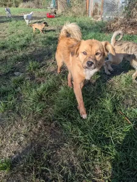 Pako, male young Mixed Breed for adoption at Empattie, menerval