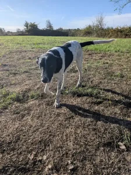 Breto, male puppy Mixed Breed for adoption at Empattie, menerval