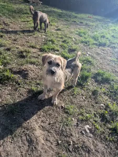 Vegas, female puppy Mixed Breed for adoption at Empattie, menerval