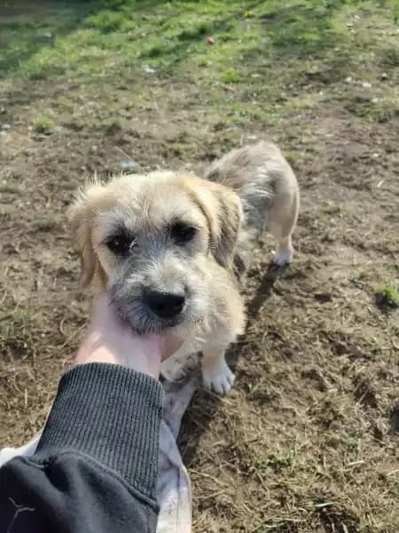 Vegas, female puppy Mixed Breed for adoption at Empattie, menerval