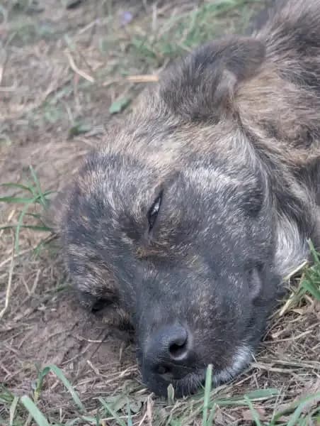 Chicago, female puppy Mixed Breed for adoption at Empattie, menerval