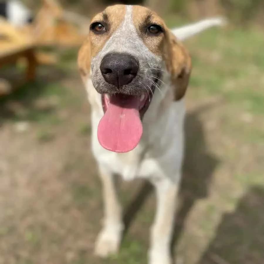 Codi, male puppy Mixed Breed for adoption at Empattie, menerval