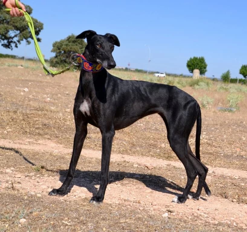 AGUEDA, female Greyhound for adoption at Espéranto des Lévriers, esperanto des levriers