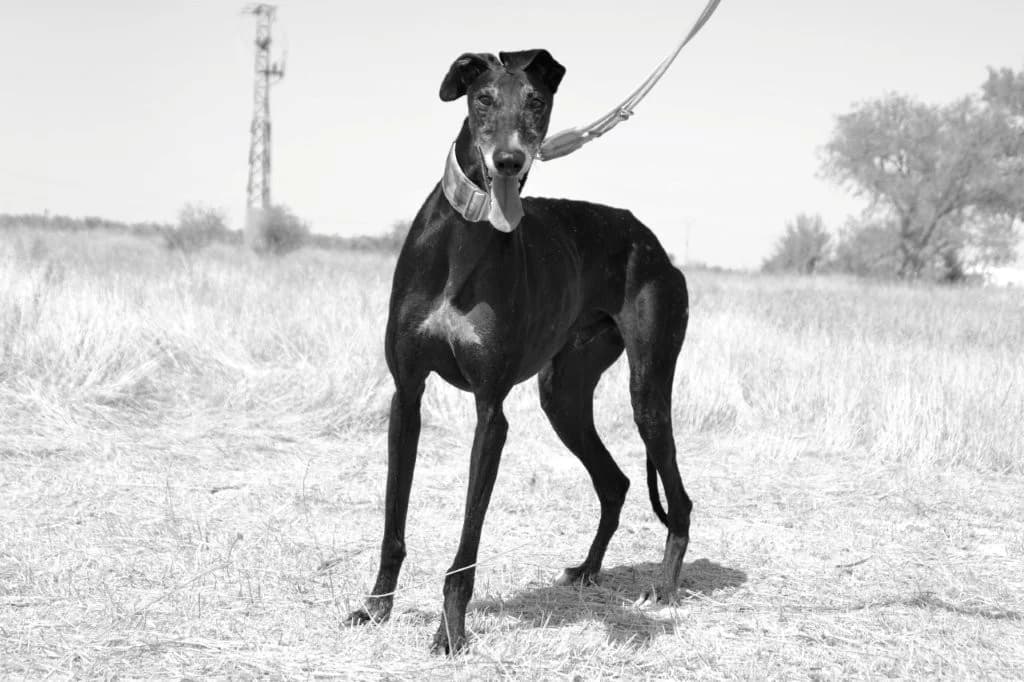 AMIGO, male Galgo Español for adoption at Espéranto des Lévriers, esperanto des levriers
