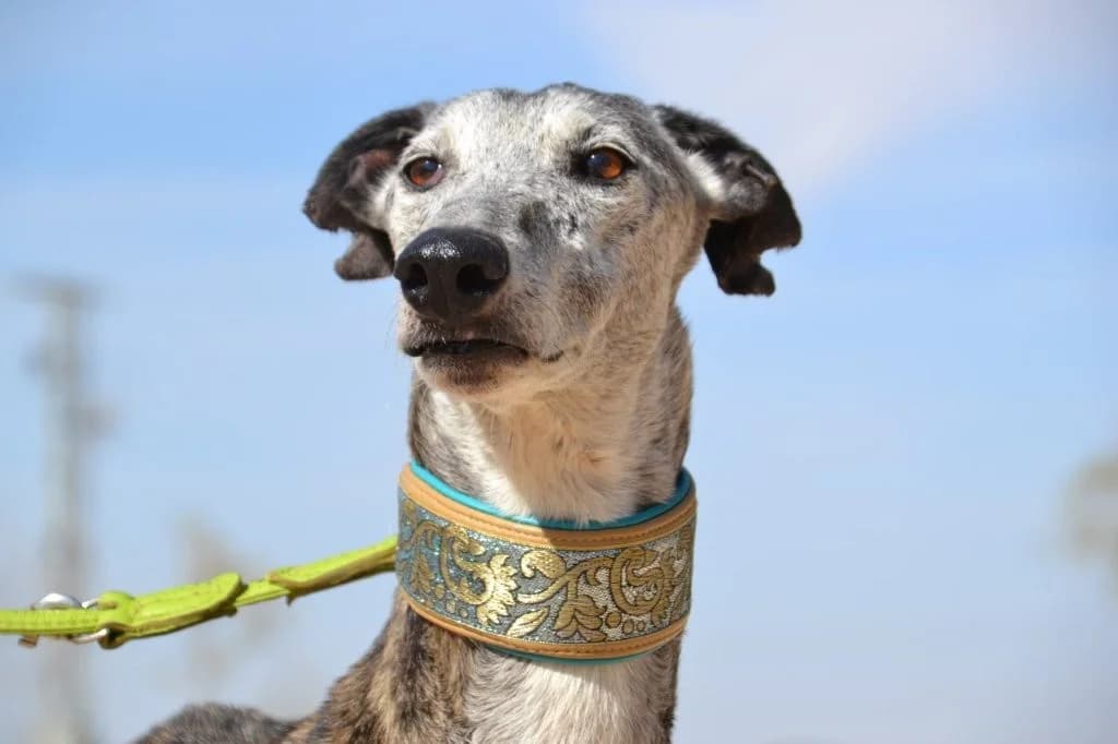 ANIBAL, female Greyhound for adoption at Espéranto des Lévriers, esperanto des levriers