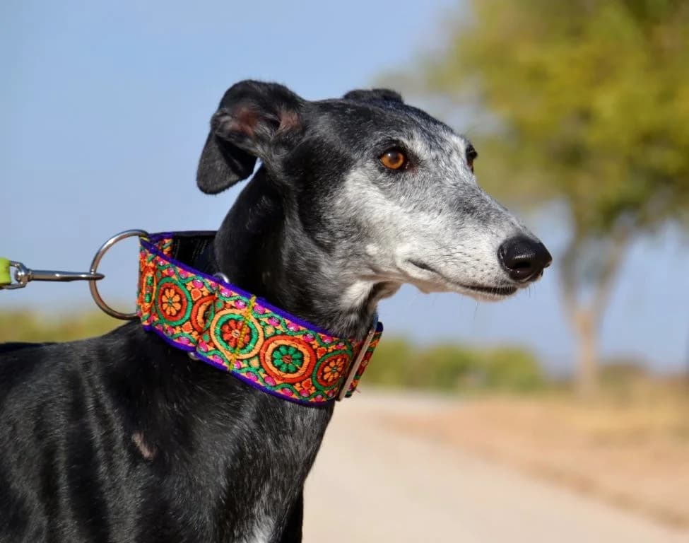 ARIA, female Galgo Español for adoption at Espéranto des Lévriers, esperanto des levriers