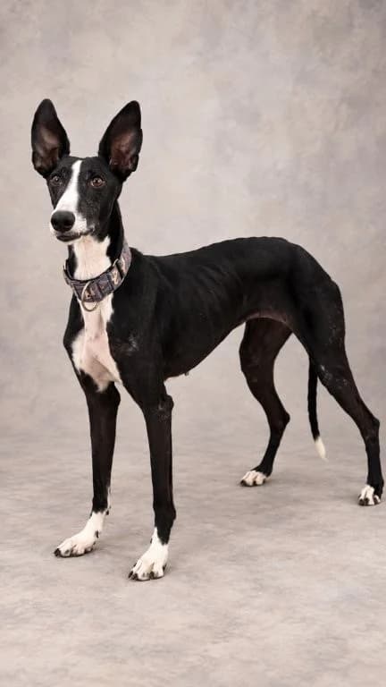 BETTY, female Galgo Español for adoption at Espéranto des Lévriers, esperanto des levriers