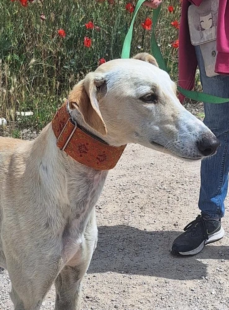 BURBUJA, female Galgo Español for adoption at Espéranto des Lévriers, esperanto des levriers