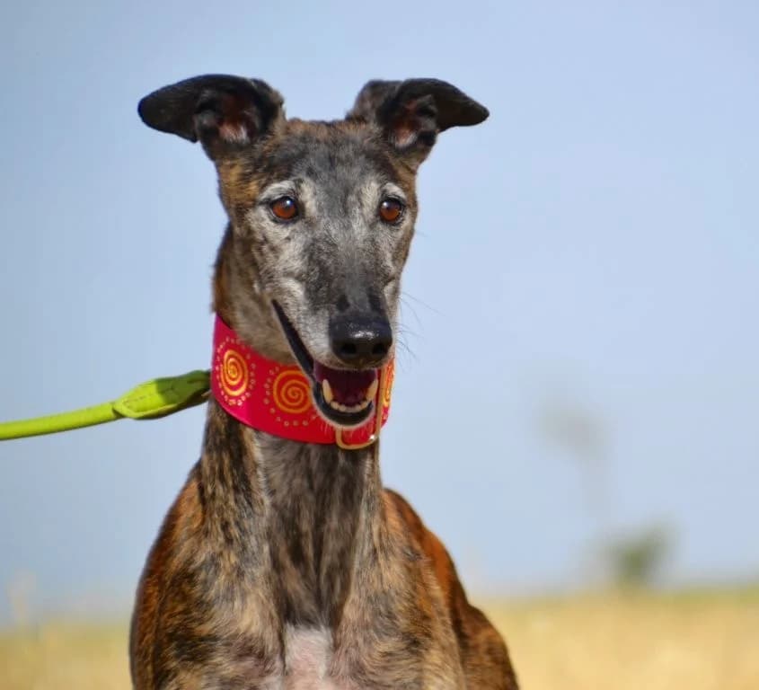 CARACOLA, female Galgo Español for adoption at Espéranto des Lévriers, esperanto des levriers