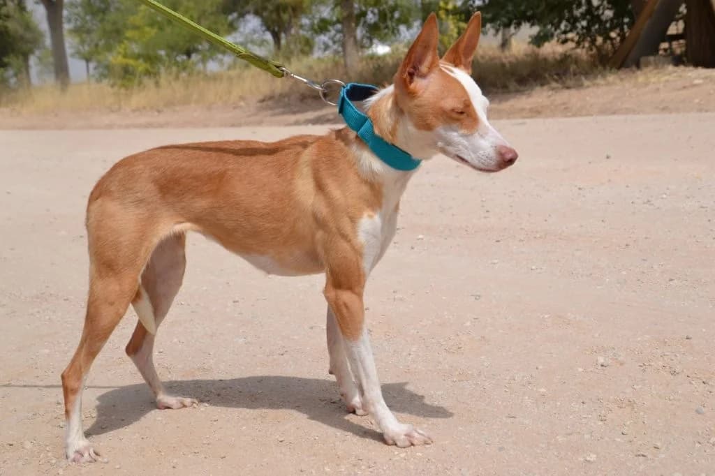 CLOE, female Podenco for adoption at Espéranto des Lévriers, esperanto des levriers