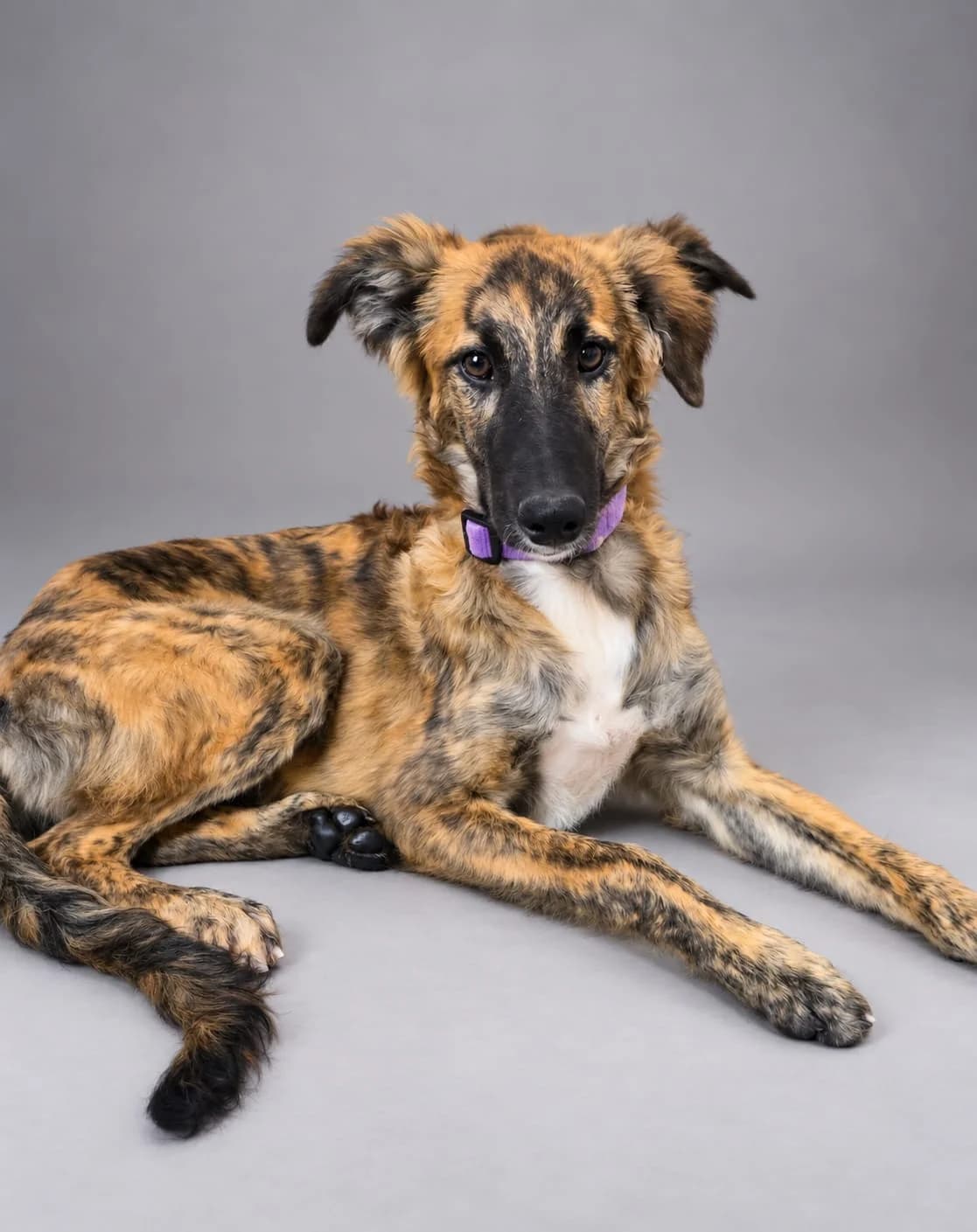 INMA, female Greyhound for adoption at Espéranto des Lévriers, esperanto des levriers