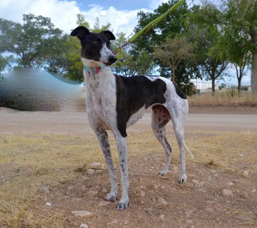 ITTA, female Galgo Español for adoption at Espéranto des Lévriers, esperanto des levriers