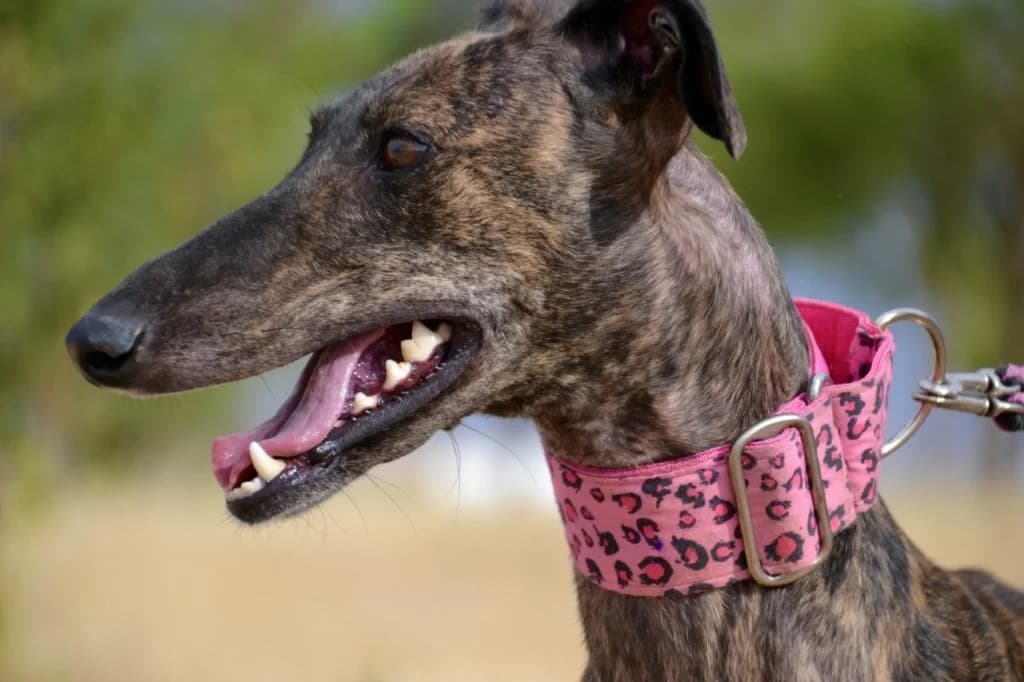 LINDA, female Greyhound for adoption at Espéranto des Lévriers, esperanto des levriers