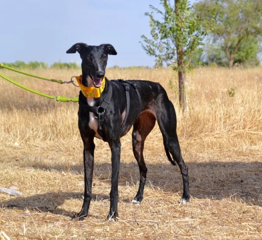 NALANI, female Galgo Español for adoption at Espéranto des Lévriers, esperanto des levriers