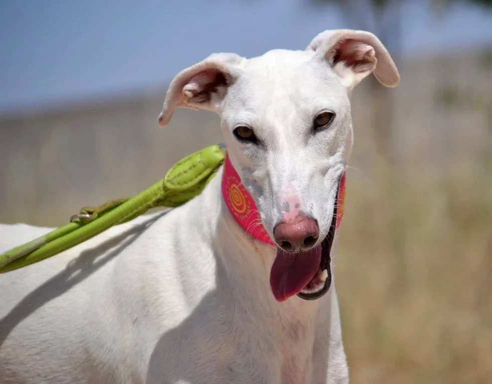 PALOMITA, female Galgo Español for adoption at Espéranto des Lévriers, esperanto des levriers