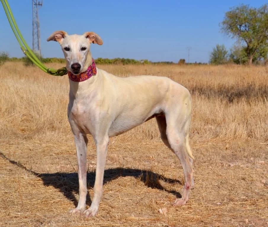PAULA, female Galgo Español for adoption at Espéranto des Lévriers, esperanto des levriers