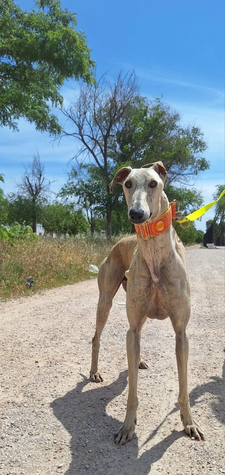 PAVAROTTI, male Galgo Español for adoption at Espéranto des Lévriers, esperanto des levriers