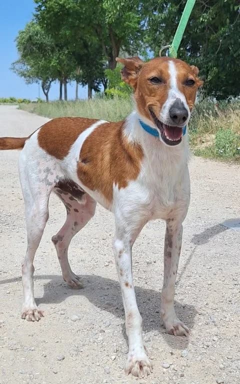 RELAMPAGO, male Podenco for adoption at Espéranto des Lévriers, esperanto des levriers