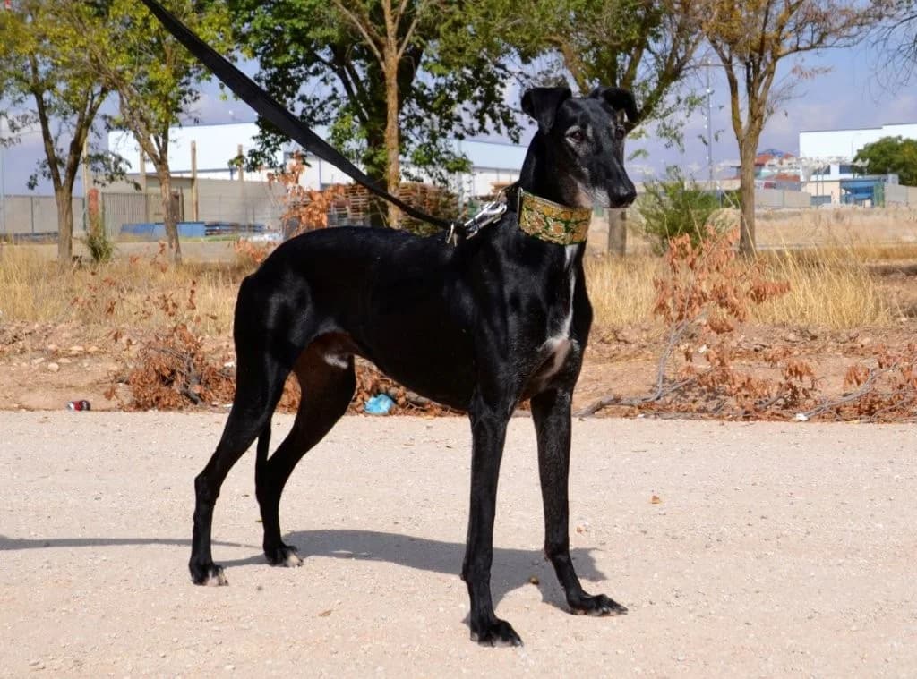 VICENT, male Galgo Español for adoption at Espéranto des Lévriers, esperanto des levriers