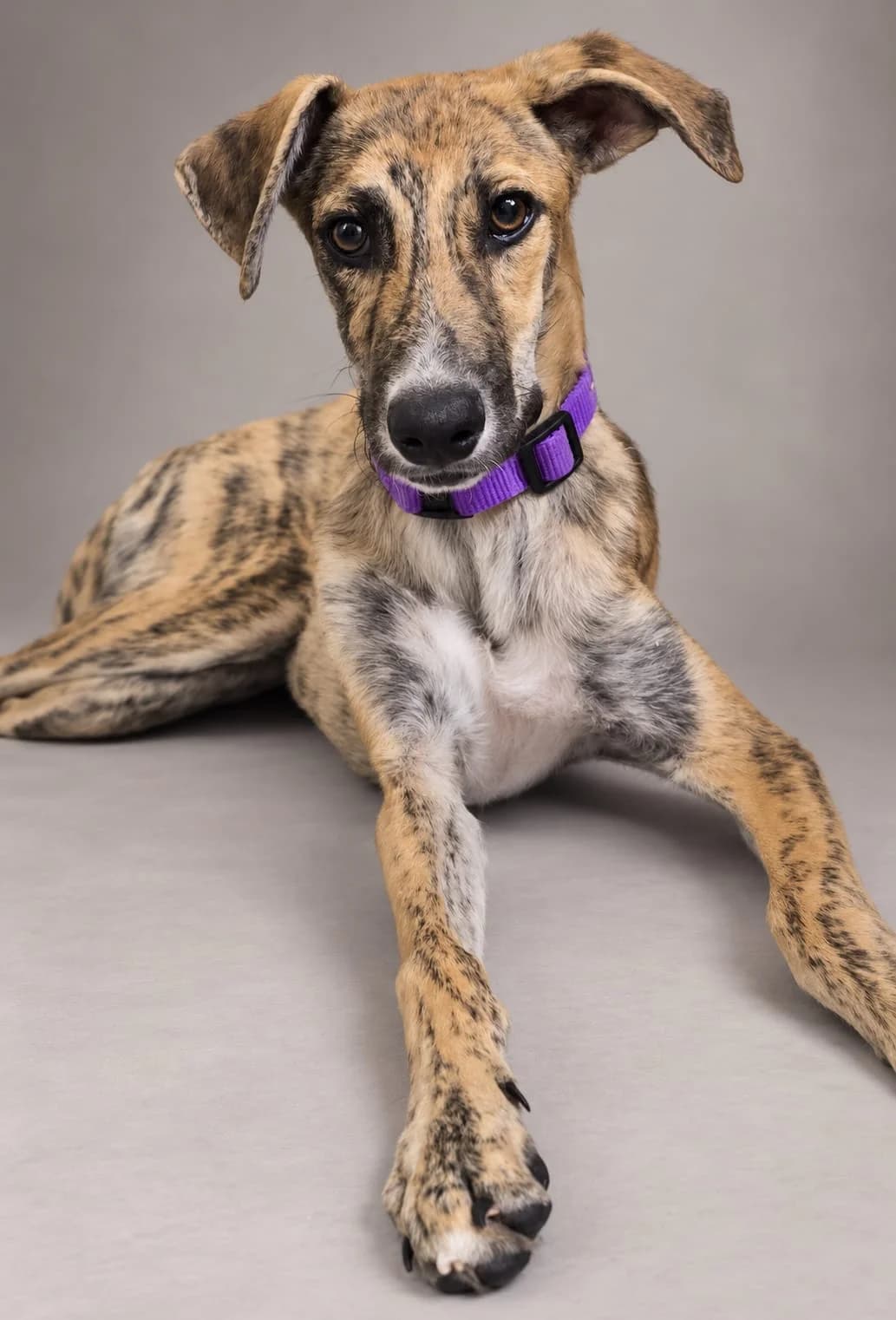 ELVIS, male Galgo Español for adoption at Espéranto des Lévriers, esperanto des levriers