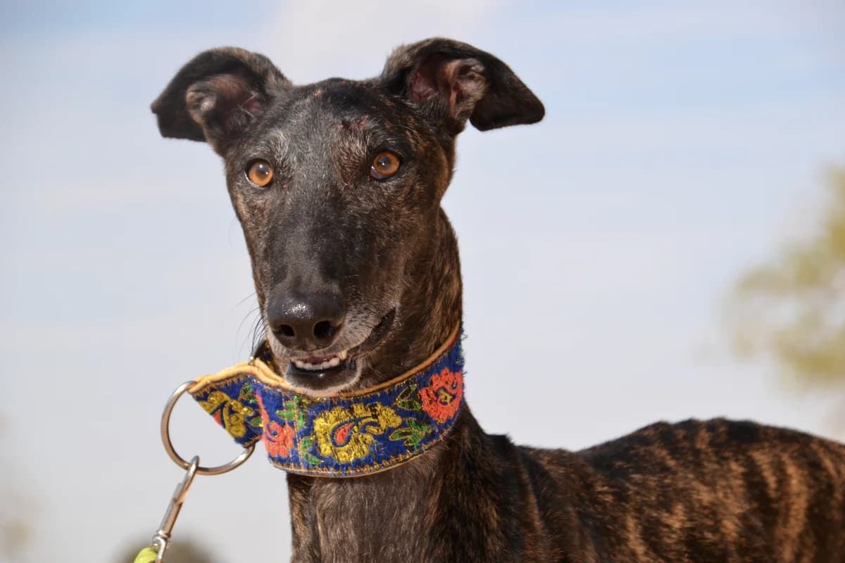 YAGO, male Galgo Español for adoption at Espéranto des Lévriers, esperanto des levriers