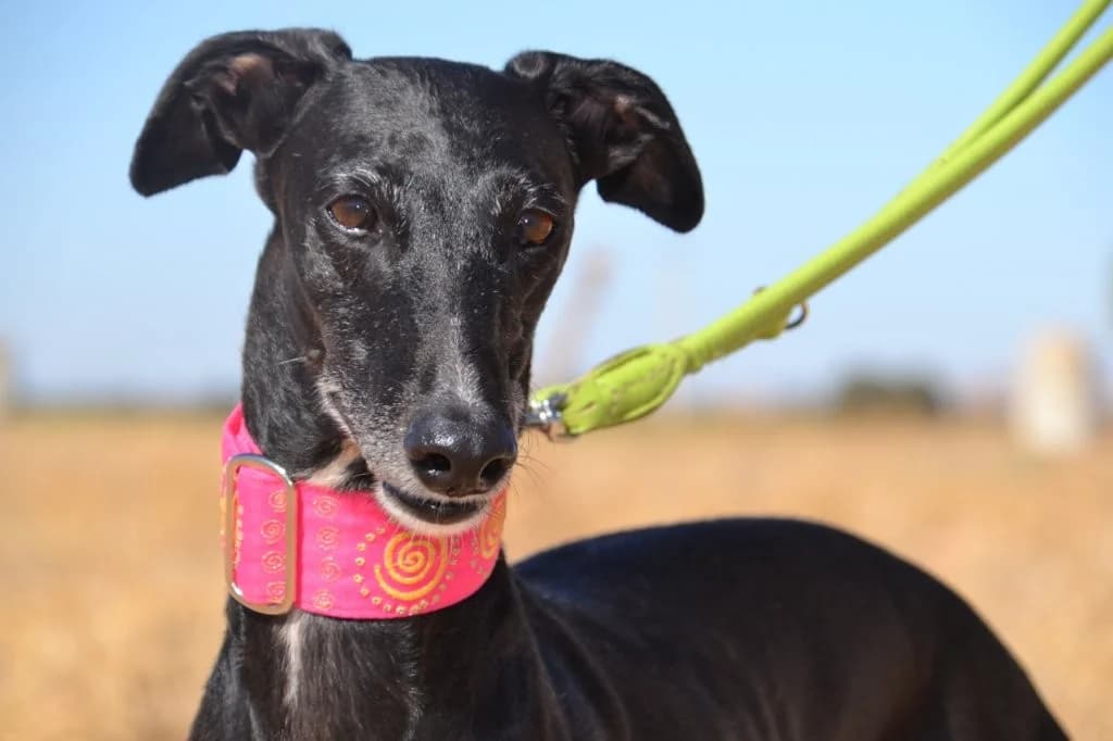 ANAIS, female Galgo Español for adoption at Espéranto des Lévriers, esperanto des levriers