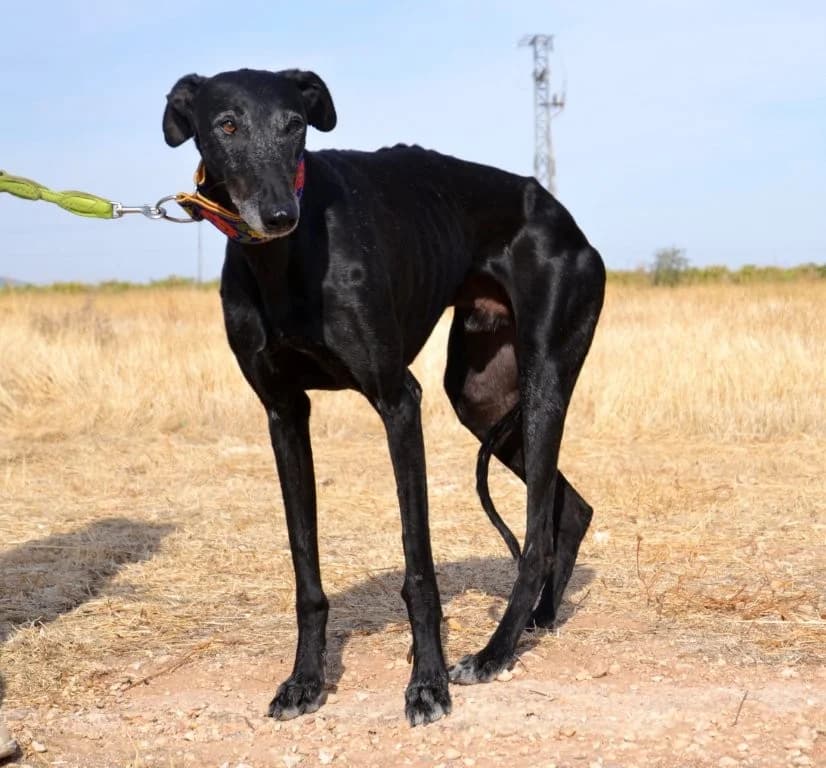 CARLITOS, male Galgo Español for adoption at Espéranto des Lévriers, esperanto des levriers