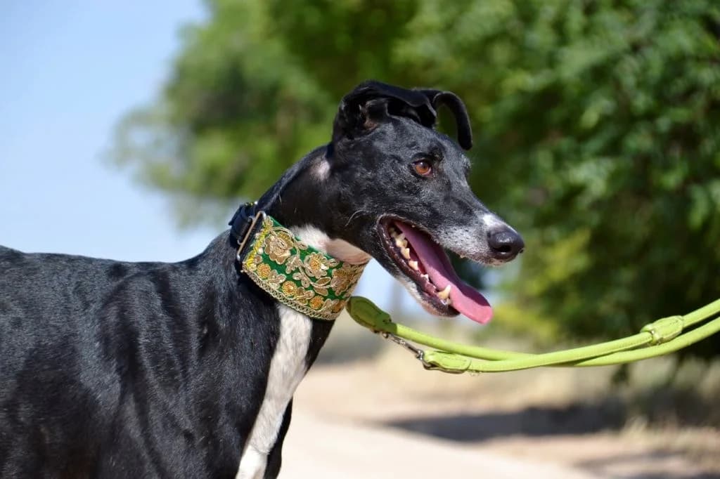 DUBAY, male Galgo Español for adoption at Espéranto des Lévriers, esperanto des levriers