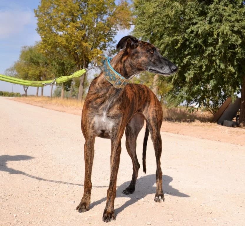 MAKA, female Galgo Español for adoption at Espéranto des Lévriers, esperanto des levriers