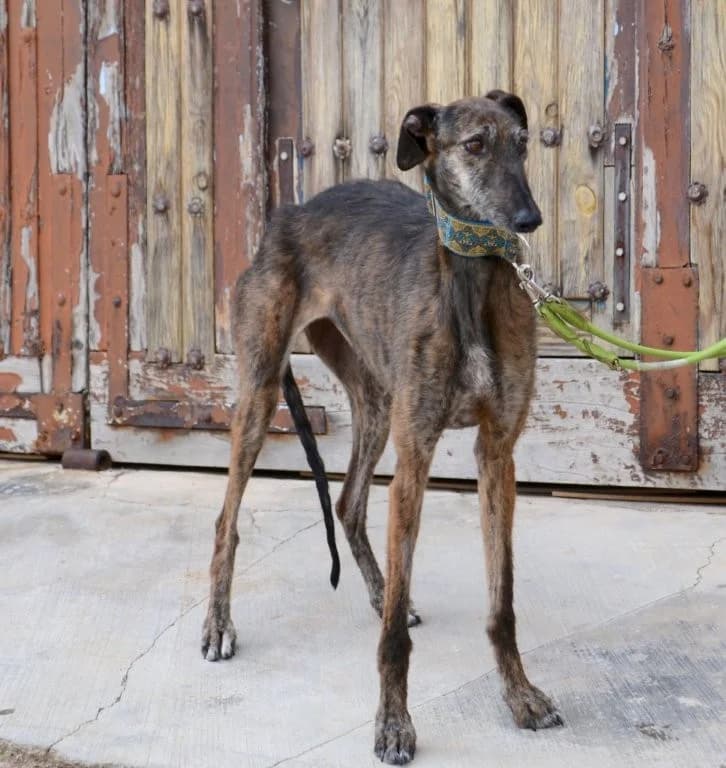 MARIBEL, female Galgo Español for adoption at Espéranto des Lévriers, esperanto des levriers