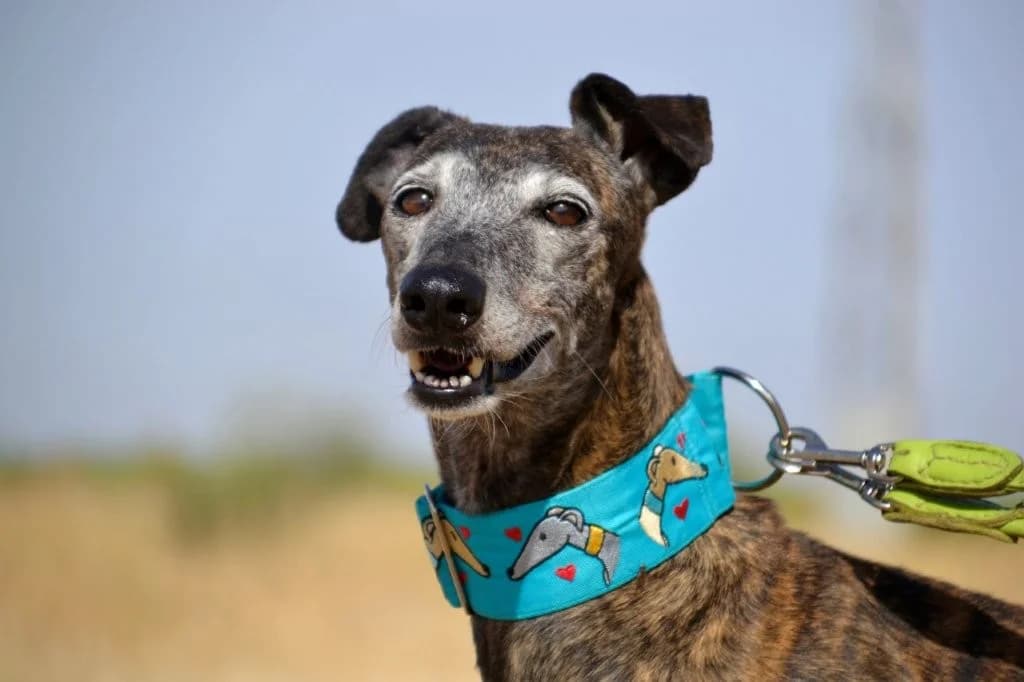 MUNECA, female Galgo Español for adoption at Espéranto des Lévriers, esperanto des levriers