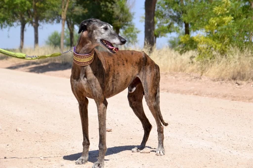 TUNANTE, male Galgo Español for adoption at Espéranto des Lévriers, esperanto des levriers