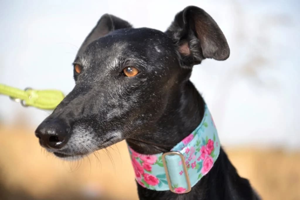 VICKY, female Galgo Español for adoption at Espéranto des Lévriers, esperanto des levriers
