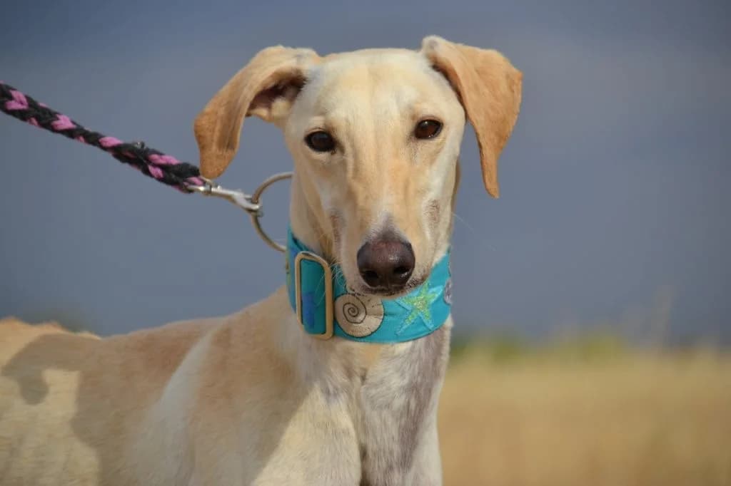 VICTOR, female Galgo Español for adoption at Espéranto des Lévriers, esperanto des levriers