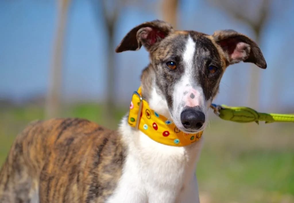 MOISES, male Galgo Español for adoption at Espéranto des Lévriers, esperanto des levriers