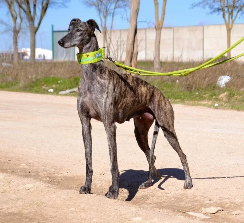 ULY, female Galgo Español for adoption at Espéranto des Lévriers, esperanto des levriers