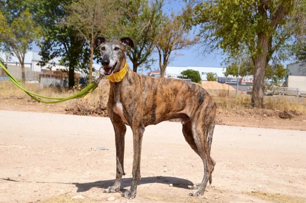ATENEO, male Galgo Español for adoption at Espéranto des Lévriers, esperanto des levriers