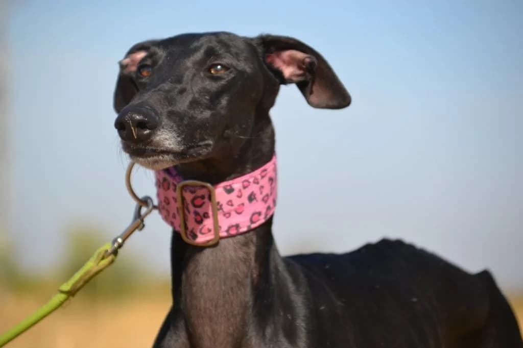 AVENA, female Galgo Español for adoption at Espéranto des Lévriers, esperanto des levriers
